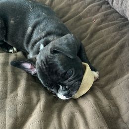 French Bulldog Puppies from Luna and London’s Puppies