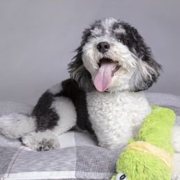 Cooper - Bernedoodle