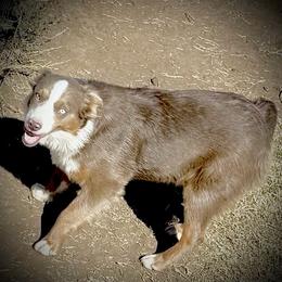 Nikita - Red female Miniature Australian Shepherd puppy in Lubbock, Texas from Baby Storm Kennels