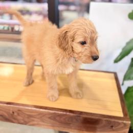 Thomas O'Malley - Apricot male Goldendoodle puppy in Bentonville, Arkansas from Bentonville Doodles