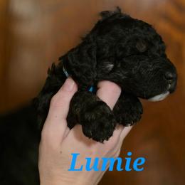 Lumen (Lumie) - Phantom female Poodle puppy in New York from Powder Puff Poodles