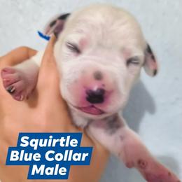 Squirtle (Blue Collar) - White and black male Dalmatian puppy in Raymondville, Missouri from Wagner's Dalmatian's