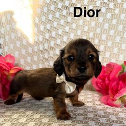 Dior - Red male Dachshund puppy in Michigan from Hidden Haven Dachshunds