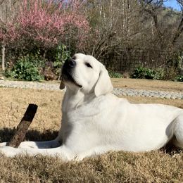 Labrador Retriever All Grown Up from Chateau St. John