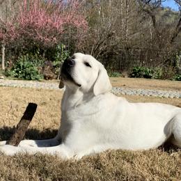 Labrador Retriever All Grown Up from Chateau St. John