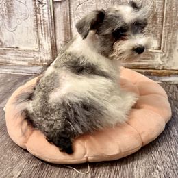 Sport - Parti male Miniature Schnauzer puppy in Wewahitchika, Florida from Small But Mighty Schnauzers