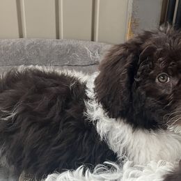 Boy 1 - Parti Goldendoodle puppy in Newark, Ohio from Valleydayle Doodles and Wheatens