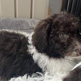 Boy 1 - Parti Goldendoodle puppy in Newark, Ohio from Valleydayle Doodles and Wheatens