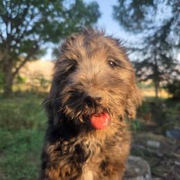 Georgia - female Golden Mountain Doodle puppy in Boise, Idaho from Nesting Dolls