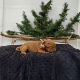 Peppermint - Golden female Golden Retriever puppy in Salt Lake City, Utah from Soaring golden retrievers