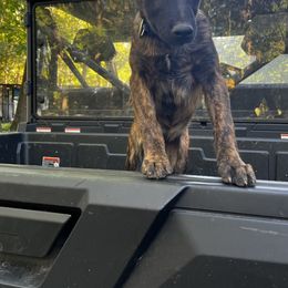 Sirius - Black brindle male Dutch Shepherd puppy in Catskill, New York from Vom Kugelblitz Kennels