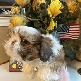 Girl 2 Luna - Liver and white female Shih Tzu puppy in Troy, Michigan from "Shihtzu Best Friend"