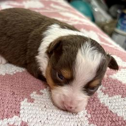 Miniature Australian Shepherd and Toy Australian Shepherd Puppies from Tonia Johnson's Toy and Miniature Australian Shepherds