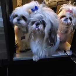 Shih Tzu Puppies from Trinity Shihtzu's So Calif