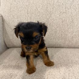 Sir Versoix - Black and tan male Yorkshire Terrier puppy in Queens, New York from The Dior Line