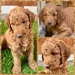 Phoebe - Red  female Goldendoodle puppy in Scappoose, Oregon from Mountainview Mini Doodles