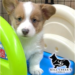 Jack-Handsome red boy - Red male Pembroke Welsh Corgi puppy in Taylorsville, North Carolina from Mill Creek’s Pembroke Welsh Corgis and French Bulldogs
