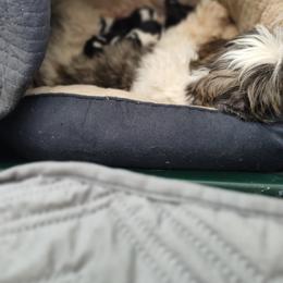 Shih Tzu Puppies from Bella's Babies