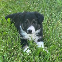 Moss - Tri-color male Border Collie puppy in Elkhorn, Wisconsin from MoonStar Farm