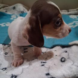 Luke - Piebald male Dachshund puppy in Piggott, Arkansas from KL Country