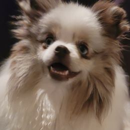 Pomeranians from Debra Mitchell