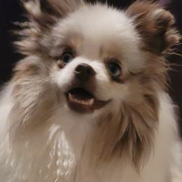 Pomeranians from Debra Mitchell