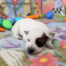 Thalia - Red speckled female Australian Cattle Dog puppy in Clovis, California from Miller Australian Cattle Dogs