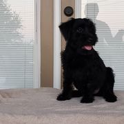 Standard Schnauzer Puppies from Genesis Standard Schnauzers