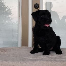 Standard Schnauzer Puppies from Genesis Standard Schnauzers