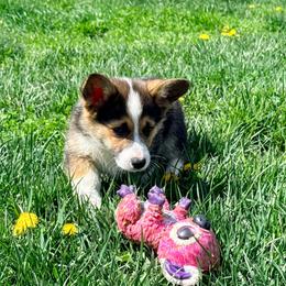 Caribou - Black and tan female Pembroke Welsh Corgi puppy in Ashland, Ohio from SS Australian Shepherds