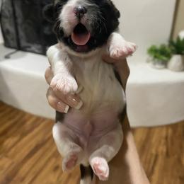 Shih Tzu Puppies from Willow Lane Shih Tzus
