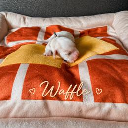 Waffle - Blenheim male Cavapoo puppy in Mayo, Florida from Kingston’s Cavaliers