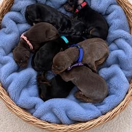 Red Female 2 - Red and rust female Doberman Pinscher puppy in Wirtz, Virginia from Ludic Kennels