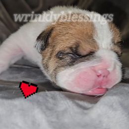 Daisy - Red brindle and white female Bulldog puppy in Granville, Iowa from Wrinkly Blessings English Bulldogs