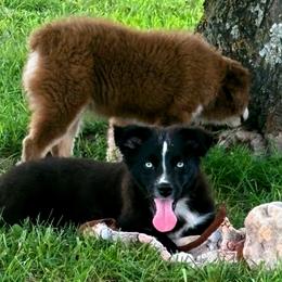 Curry - Black male Toy Australian Shepherd puppy in Smithville, Arkansas from Cooper Creek Aussies