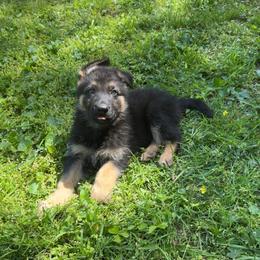 Black collar male - Black and tan male German Shepherd puppy in Cumberland Gap, Tennessee from Royal Port K-9