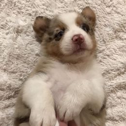 Australian Shepherds from Beau and Bridget Pups