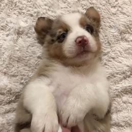 Australian Shepherds from Beau and Bridget Pups