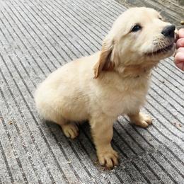 Oakley - Golden male Golden Retriever puppy in Bunch, Oklahoma from Julie’s Jewels Puppies