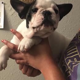 French Bulldog Puppies from Monarchy's Finest French Bulldogs