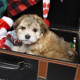 ELLIOTT (Hermie) - Red sable male Havanese puppy in Salt Lake City, Utah from Steal Your Heart Havanese