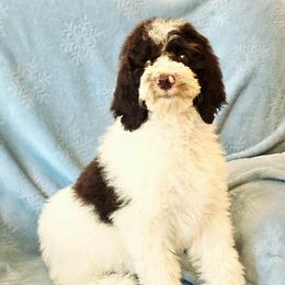 Maui - Brown and white male Sheepadoodle puppy in Heyburn, Idaho from Royal T Acres