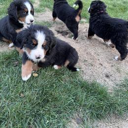 Bernedoodle and Bernese Mountain Dog Puppies from Berner Ridge Kennels