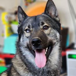 Void - Siberian Husky