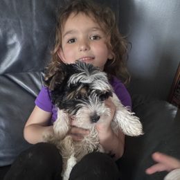 Biewer Terrier and Yorkshire Terrier Puppies from South Georgia Yorkies and Biewers