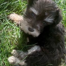 Boy 1 - Liver male Miniature Schnauzer puppy in West Point, Nebraska from Canyon Rose Schnauzers