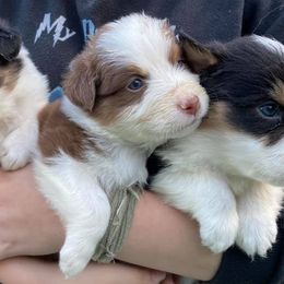 Australian Shepherds from Blue Rose Aussie