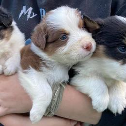 Australian Shepherds from Blue Rose Aussie