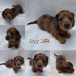 Dachshund All Grown Up from Bendita Kennels