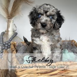 SHELBY- Sage collar - Merle female Goldendoodle puppy in Watertown, New York from True Friend Doodles